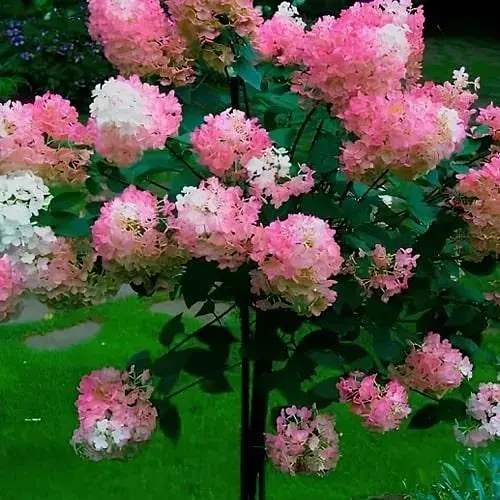 Гортензия метельчатая на штамбе "Living-Strawberry Blossom" высота 70-100см (186207) 1 саженец - фото 1