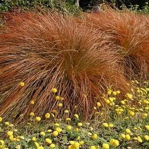 Осока власоподібна "Bronze Form" вазон С2 висота 20-40см (153287) 1 саженец - фото 1