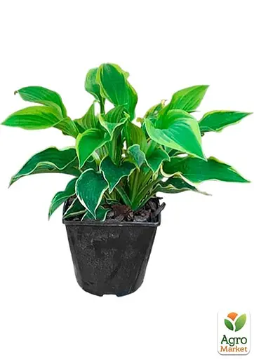 Хоста гібридна "Wide Brim" С3 (181340) 1 саженец - фото 4