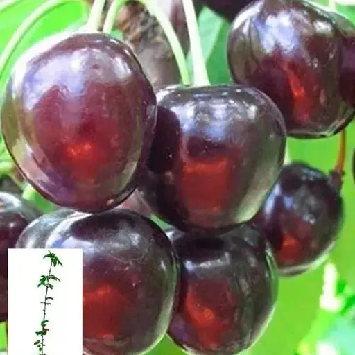 Черешня Agro-Market "Наполеон чорна" укорінена в контейнері (саджанець 2 роки) (153203) 1 саджанець в упаковці - фото 1