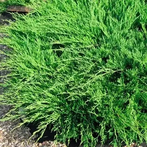 Можжевельник горизонтальный "Andorra Compact" (ком/сетка) диаметр 80-90 см (188429) 1 саженец - фото 1