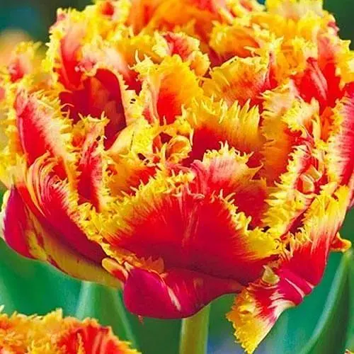 Тюльпан "Gold Dust" (17128) 2 шт - фото 1