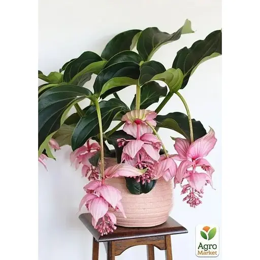 Мединилла Agro-Market Magnifica» (63327) 1 саженец в упаковке комнатный Нидерланды - фото 4