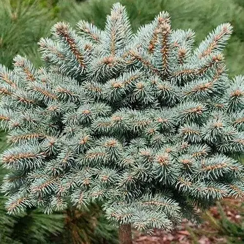 Ель колючая Agro-Market на штамбе Pyramidalis Compacta С20 высота штамба 80-90см диаметр кроны 30-40 см 188130 1 саженец в упаковке - фото 1