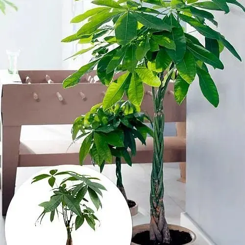 LMTD Пахира Agro-Market Aquatica переплетена 40-50 см (167941) 1 саженец в упаковке (комнатный) Нидерланды - фото 4