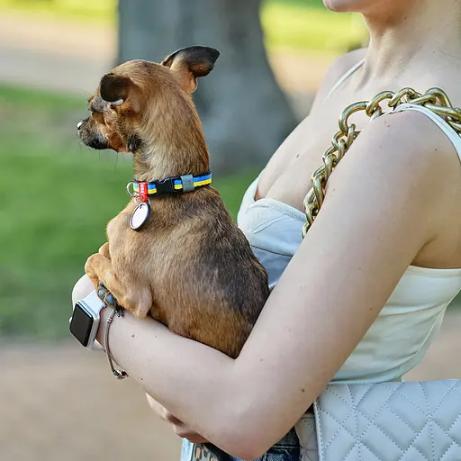 Ошейник для собак нейлоновый Waudog Nylon с QR-паспортом "Colors of freedom" пластиковый фастекс XS Ш 10 мм Дов - фото 2