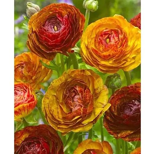 Лютики (Ранункулюс) "Picotee Cafe" (182209) 5 шт - фото 1