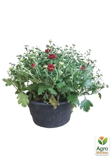 Хризантема Садова "Avalon Red" (висота 30-50см) (101669) 1 саженец - фото 2