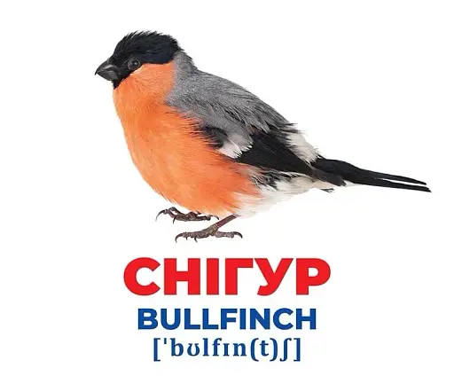 Птахи України. Геній з пелюшок - фото 3