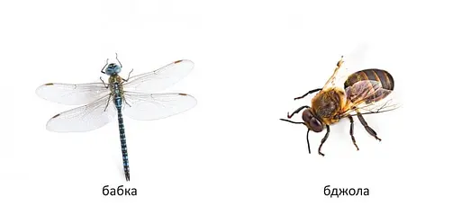 Книга Комахи (Талант) - фото 3