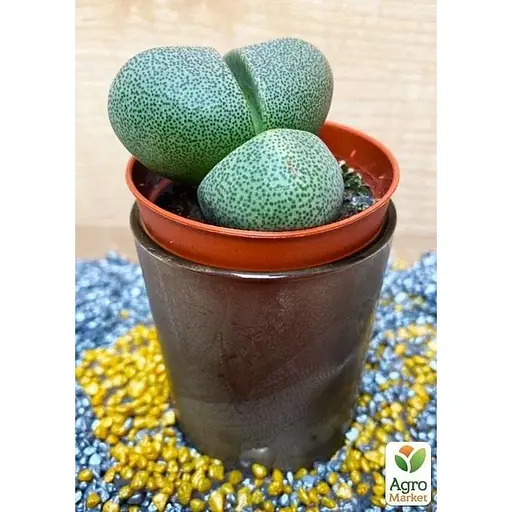 Літопси Agro-Market Живі Камені (Levend Steenje) (50624) 1 саджанець в упаковці (кімнатний) Нідерланди - фото 2