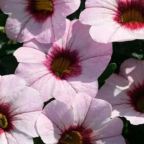 Калибрахоа Neo "Pink Dark Eye" (контейнер №10 высота 10-15см) (183593) 1 саженец - фото 1