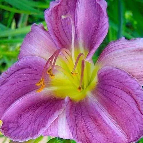 Лилейник "Blue Sheen" 1 шт (35485) - фото 1