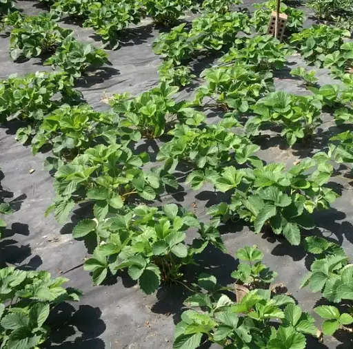 Агроволокно Shadow 60 г/м² 3.2 x 10 м АВЧП00008 - фото 3