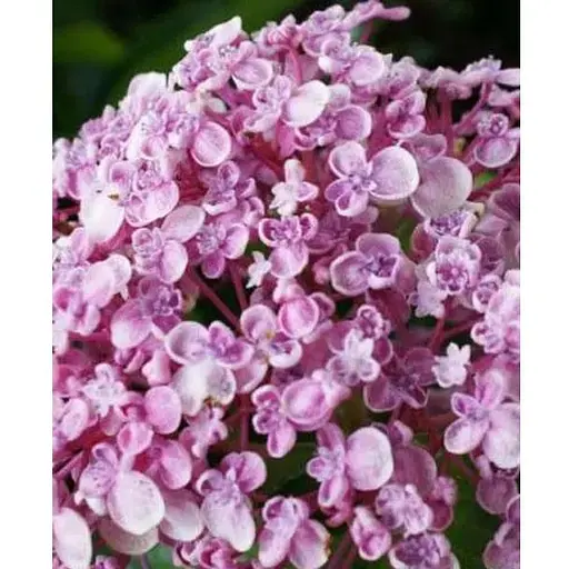 Гортензія крупнолиста 3-х річна "Ayesha" (93224) 1 саженец - фото 1