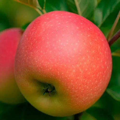 Яблуня Канзи Agro-Market зимовий сорт пізній термін дозрівання 46220 1 саджанець в упаковці - фото 1