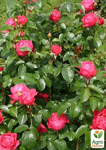 Роза в контейнере чайно-гибридная "Cherry Lady" (садник класса АА+) (185754) 1 саженец - фото 3