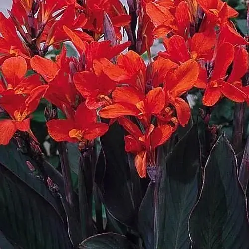 Канна Темнолиста "Red King Humbert" (176268) 1 шт - фото 1