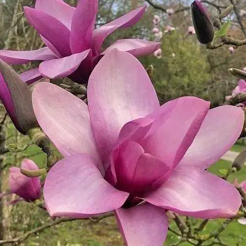 Магнолія 3-річна гібридна "Ricki" (висота 50-70см) (101948) 1 саженец - фото 1