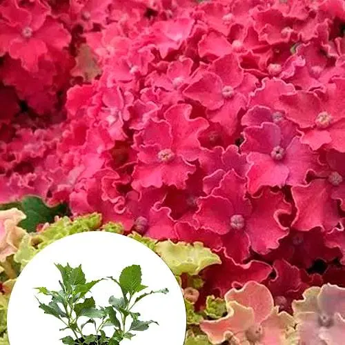 Гортензія крупнолиста 2-річна "Curly Sparkle Hot Pink" висота саджанця 25-45см (186189) 1 саженец - фото 3