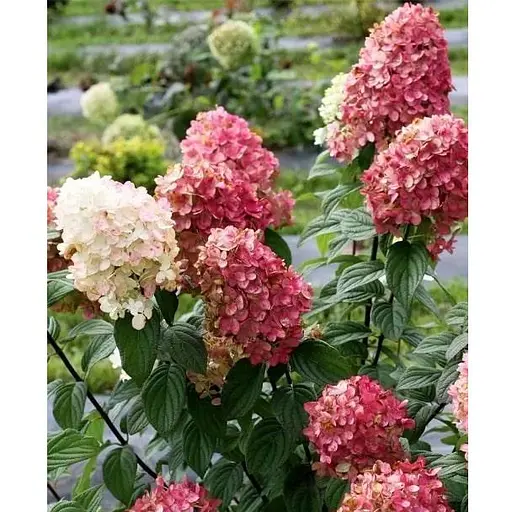 Гортензія 3-х річна волотиста "Fire Light" (103276) 1 саженец - фото 1