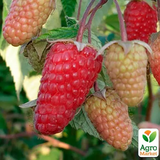 Малина Agro-Market "Исполин" (ранний срок созревания, высокоурожайный и бесшипый сорт) 1-летний саженец (189535) 1 шт в упаковке - фото 1