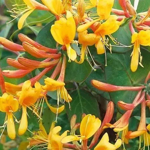 Жимолость Тельмана (Декоративная плетистая) (48906) 1 саженец - фото 1