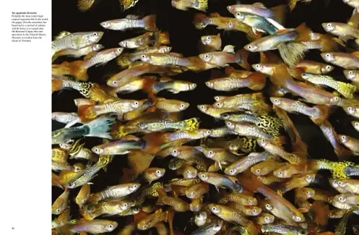 Tropical Fish: From Stingrays to Clown Fish - фото 6