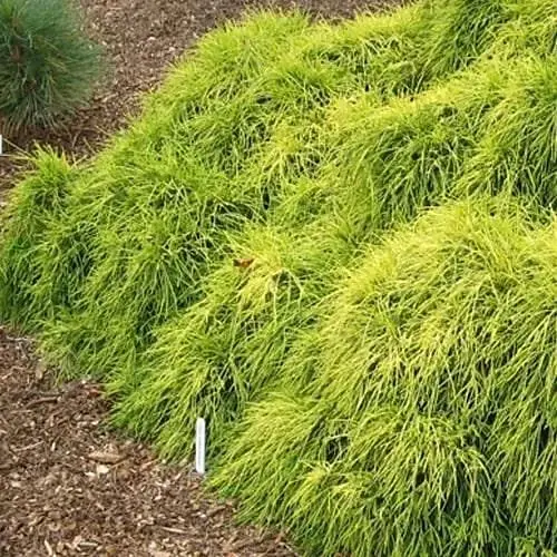 Кипарисовик горохоплодный "Sungold" С2 высота 15-20см (188033) 1 саженец - фото 1