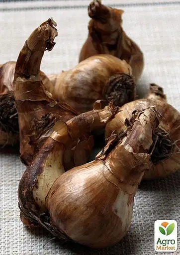 Нарцисс "Ice King" (размер 10/12, большой) 2 шт (17169) - фото 2