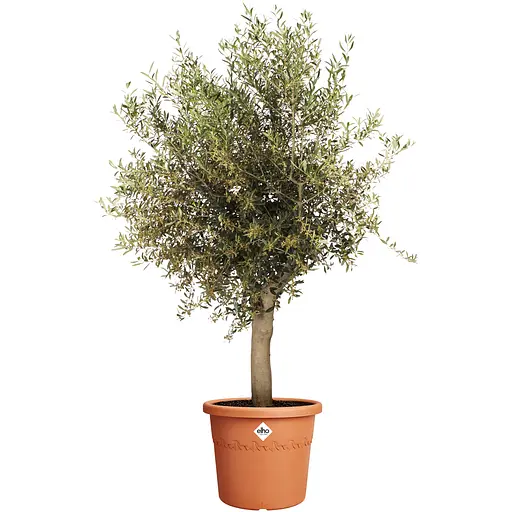 Горщик Elho algarve cilindro 58 см теракот (529383) - фото 4