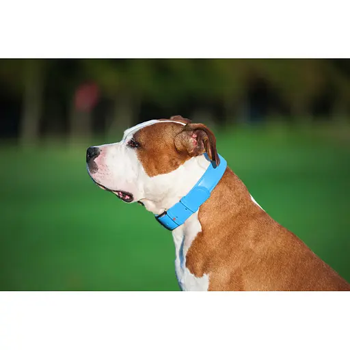 Нашийник для собак шкіряний Waudog Glamour з QR-паспортом без прикрас L Ш 25 мм Д 38-49 см блакитний - фото 4