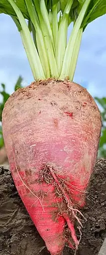 Буряк кормовий одноростковий Садиба Бетімо F1, 100  шт. - фото 1