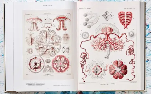 The Art and Science of Ernst Haeckel - фото 9
