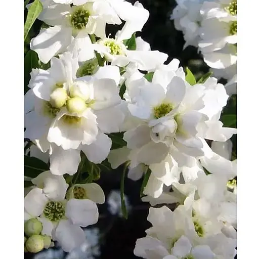 Екзохорда кистовидная 2-х річна Magical Springtime висота 30-50см (115242) 1 саженец - фото 1