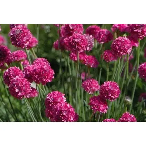 Армерія приморська "Dusseldorfer Stolz" (188534) 1 саженец - фото 1