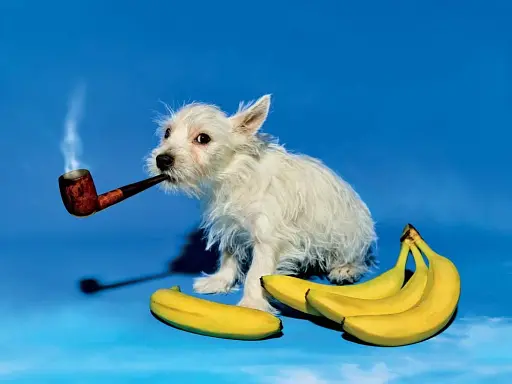 Toiletpaper Magazine 15 - фото 2