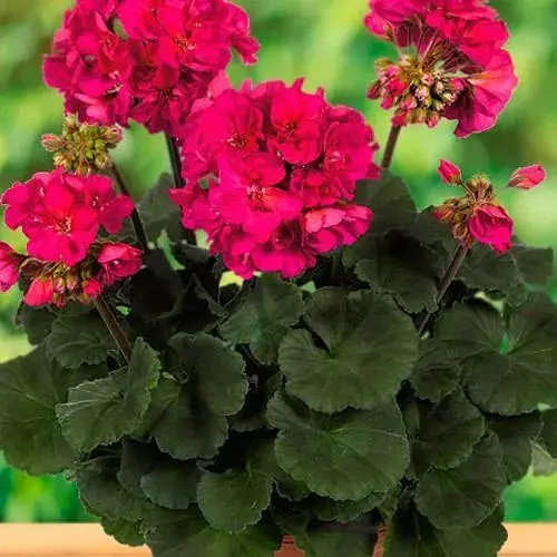 Пеларгонія зональна Dark Line "Neona" (184999) 1 саженец - фото 1