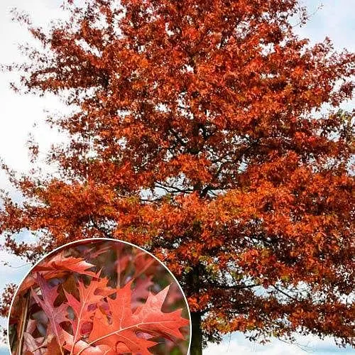 Дуб іспанський Agro-Market Quercus palustris вазон Р9 190025 1 саджанець в упаковці - фото 1