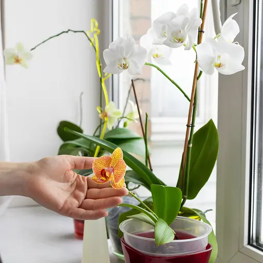 Спрей для орхідей COMPO 0.25 л - фото 7