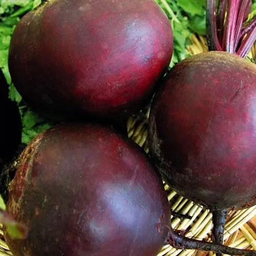 Свекла Весна Красный шар (в банке) Органик 20г (45423) - фото 2