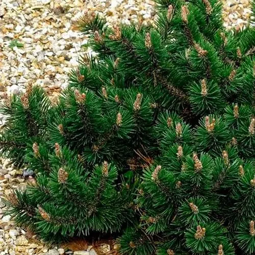 Сосна щеплена Agro-Market 2-х річна гірська Humpy С2 висота 20-25 см 187455 1 саджанець в упаковці - фото 1