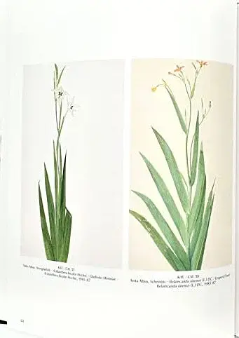 Flowers! In the Art of the 20th and 21st Centuries (Bilingual edition) - фото 3