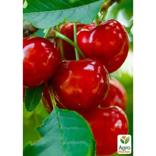 Вишня Куляста на штамбі (висота 1,5-1,8м) (168104) 1 саджанець в упаковці - фото 2