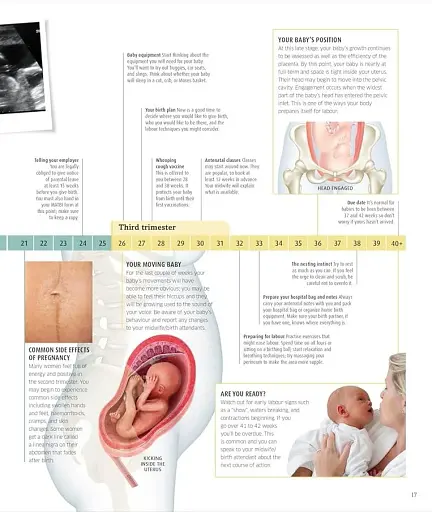 The Pregnancy Encyclopedia. All Your Questions Answered - фото 7