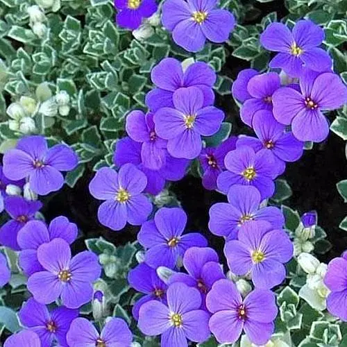 Обрієта Variegata "Silberrand" (контейнер Р9) (189573) 1 саженец - фото 1