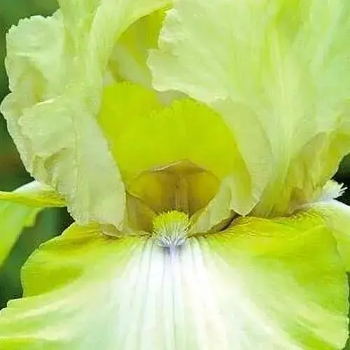 Ирис бородатый крупноцветковый "County Cork" 1 шт (41109) - фото 1