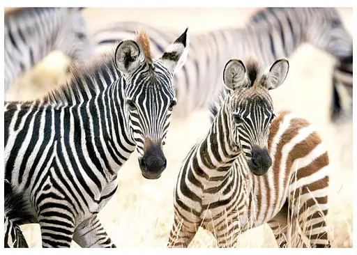 Пазл Castorland Молоді зебри 1000 ел. (C-105021) - фото 2