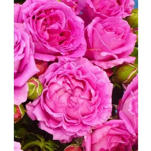 Роза в контейнере флорибунда "Claire Marshall" (садник класса АА+) (180841) 1 саженец - фото 1