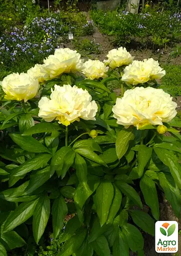 Пион травянистый "Sunny Girl" (гигантский цветок) (185028) 1 шт Нидерланды - фото 2